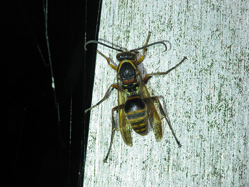 キボシアシナガバチ(雄)