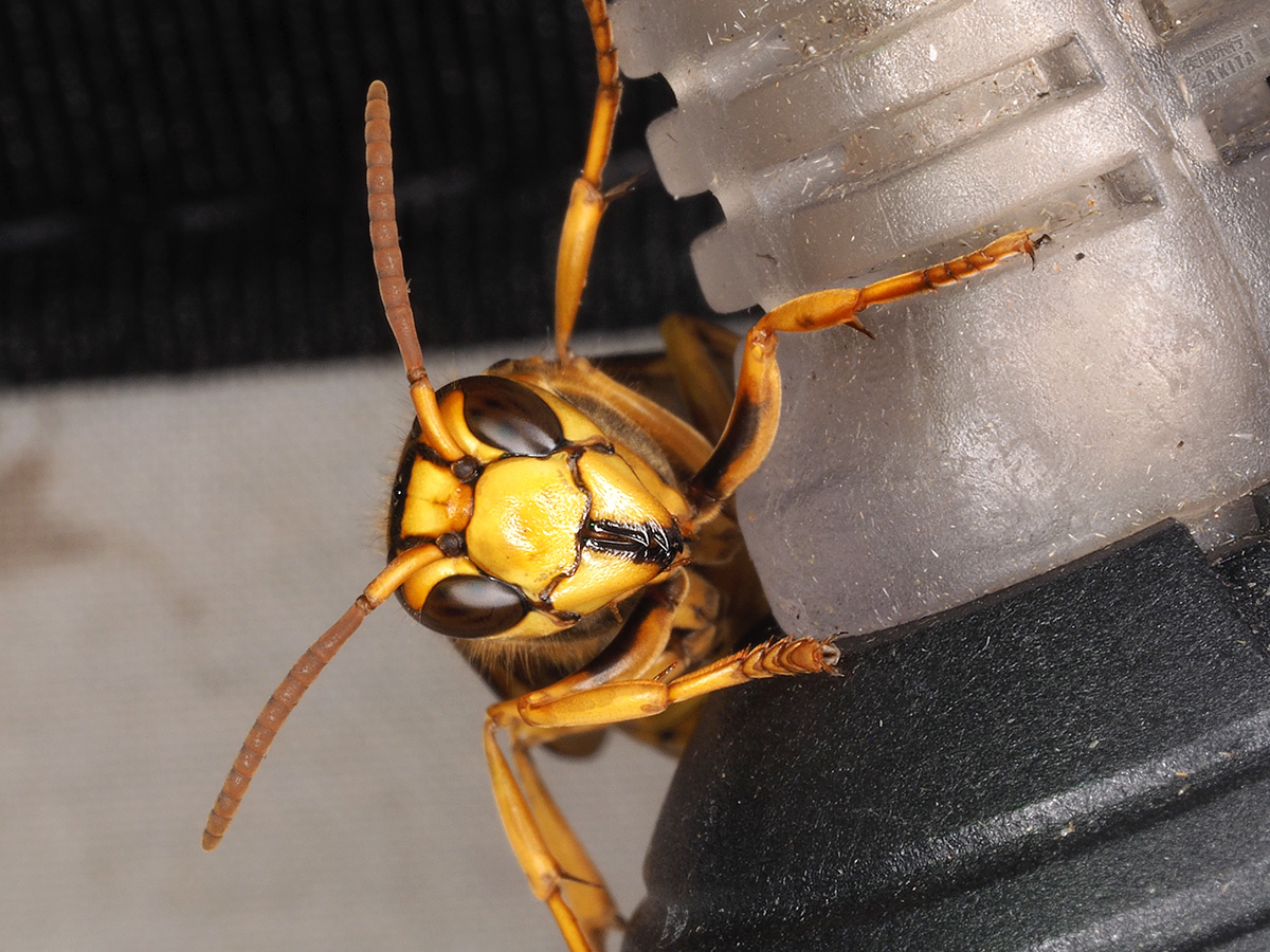 キイロスズメバチ(顔) キイロスズメバチの顔