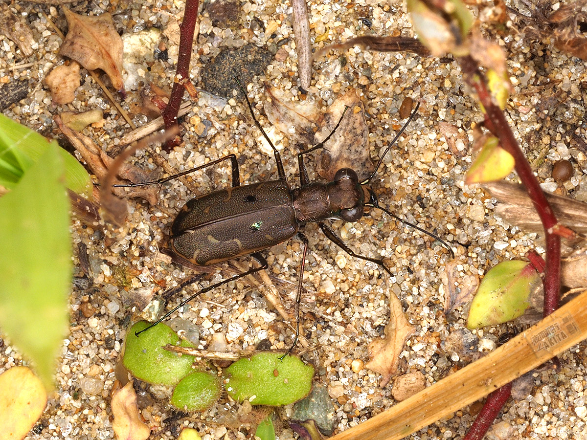 海浜防砂林近くでのライトトラップに飛来した♀個体 - July 2023, Alt.15m 海浜近くのでのライトトラップに飛来したコハンミョウ