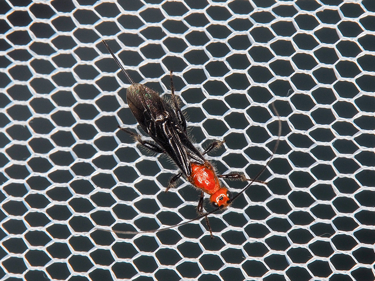 ライトトラップに飛来したムネアカトゲコマユバチ♀個体 - Aug. 2025, Alt. 80m ライトトラップに飛来したムネアカトゲコマユバチ