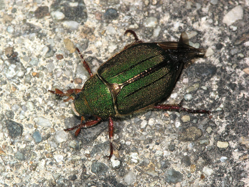 ライトトラップに飛来したキンスジコガネ キンスジコガネ