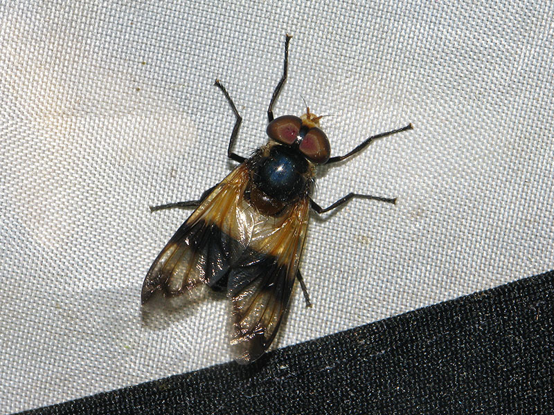 ヒメシロスジベッコウハナアブ