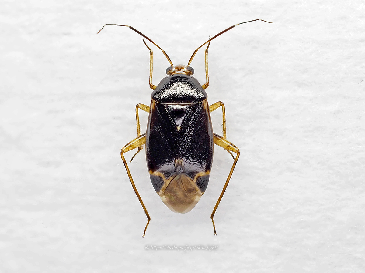 ツヤクロカスミカメ標本(雄)