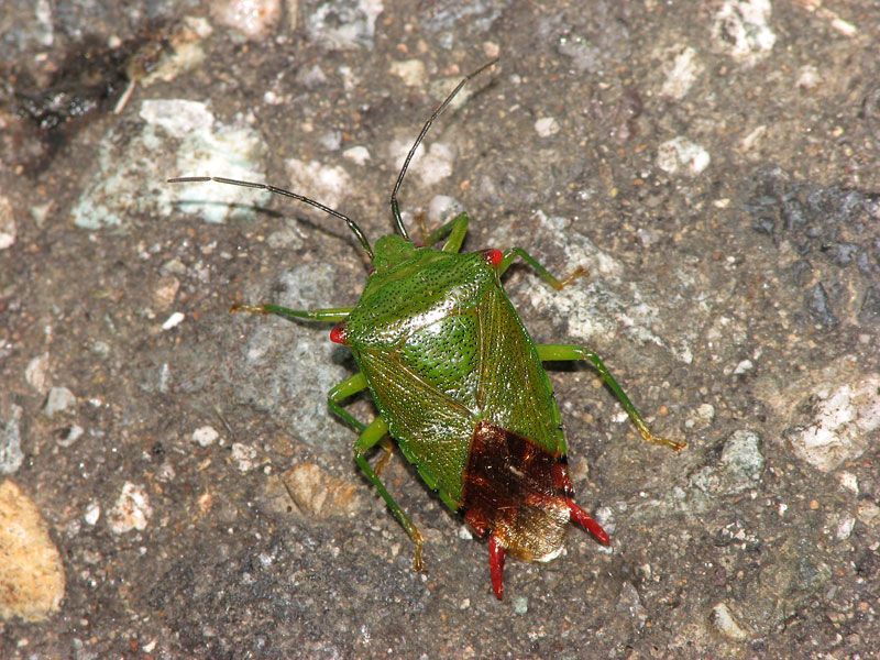 イシハラハサミツノカメムシ(雄)