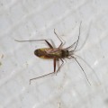 Phytocoris SP.