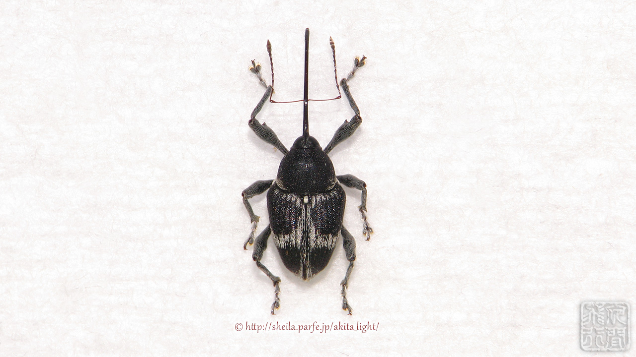 エゴシギゾウムシ♀個体の標本