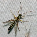オナガバチの一種（雄）
