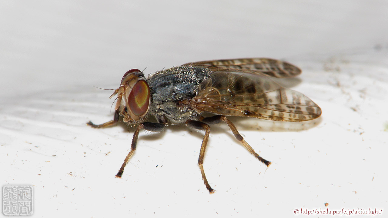ライトトラップに飛来したコマダラヒロクチバエ コマダラヒロクチバエ