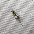 オナガコバチの一種