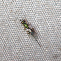 オナガコバチの一種
