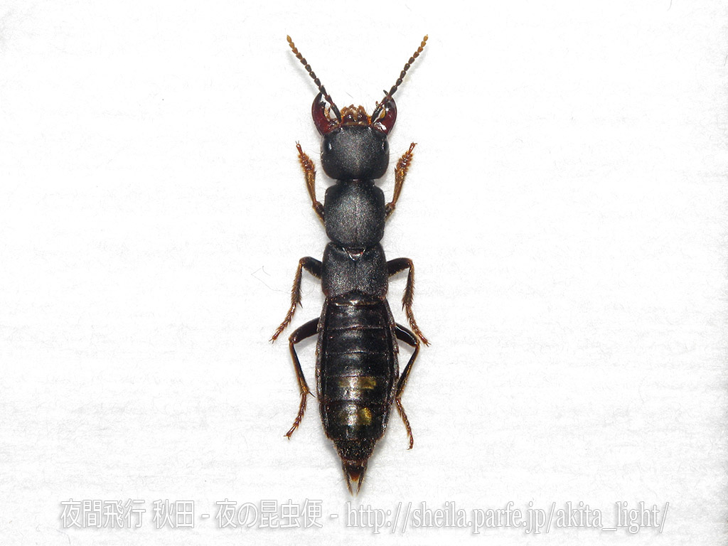 サビイロモンキハネカクシ属の一種