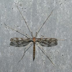 オビヒメガガンボ科の一種