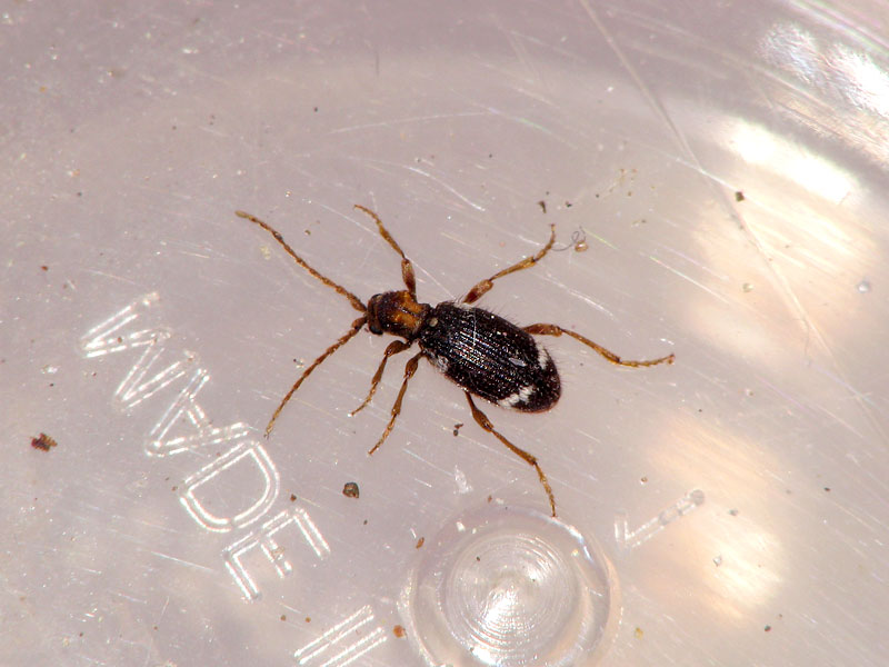 ケースに捕獲して撮影したナガヒョウホンムシ ナガヒョウホンムシ