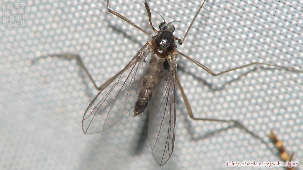 ライトトラップに飛来したヒメナミアミカ(雌個体)