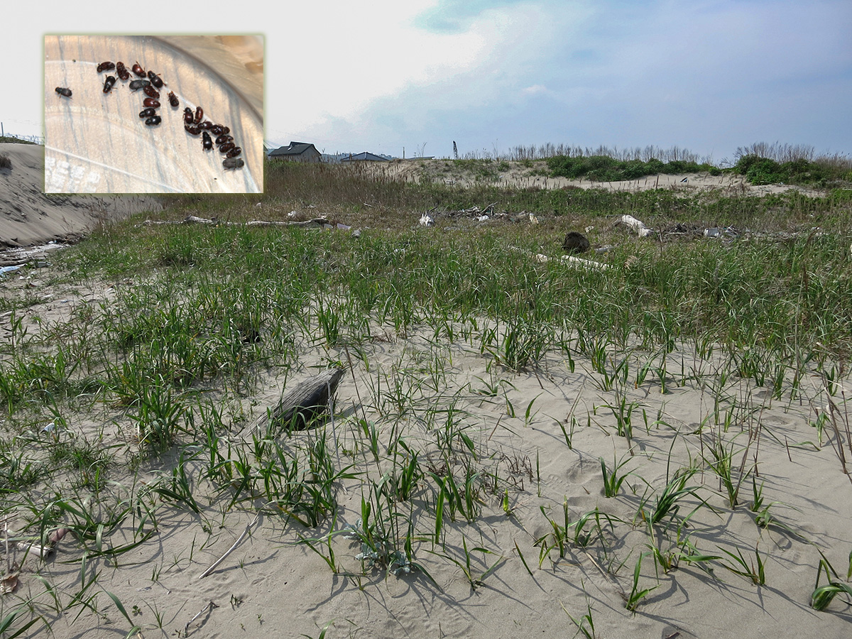 セマルケシマグソコガネなど生息環境 - 由利本荘市(海浜) ケシマグソコガネ生息環境
