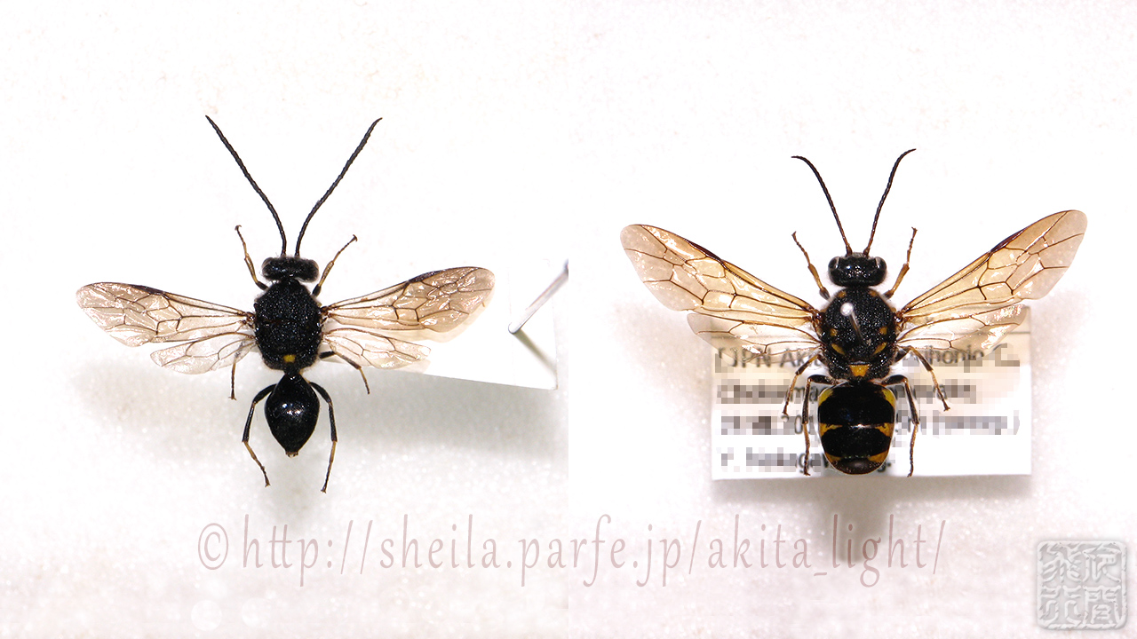 エゾマルカギバラバチの標本