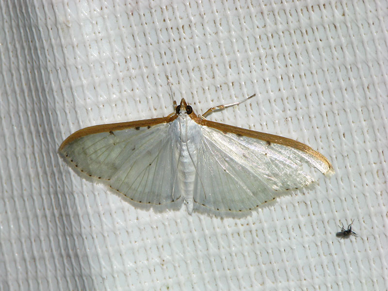 マエアカスカシノメイガ