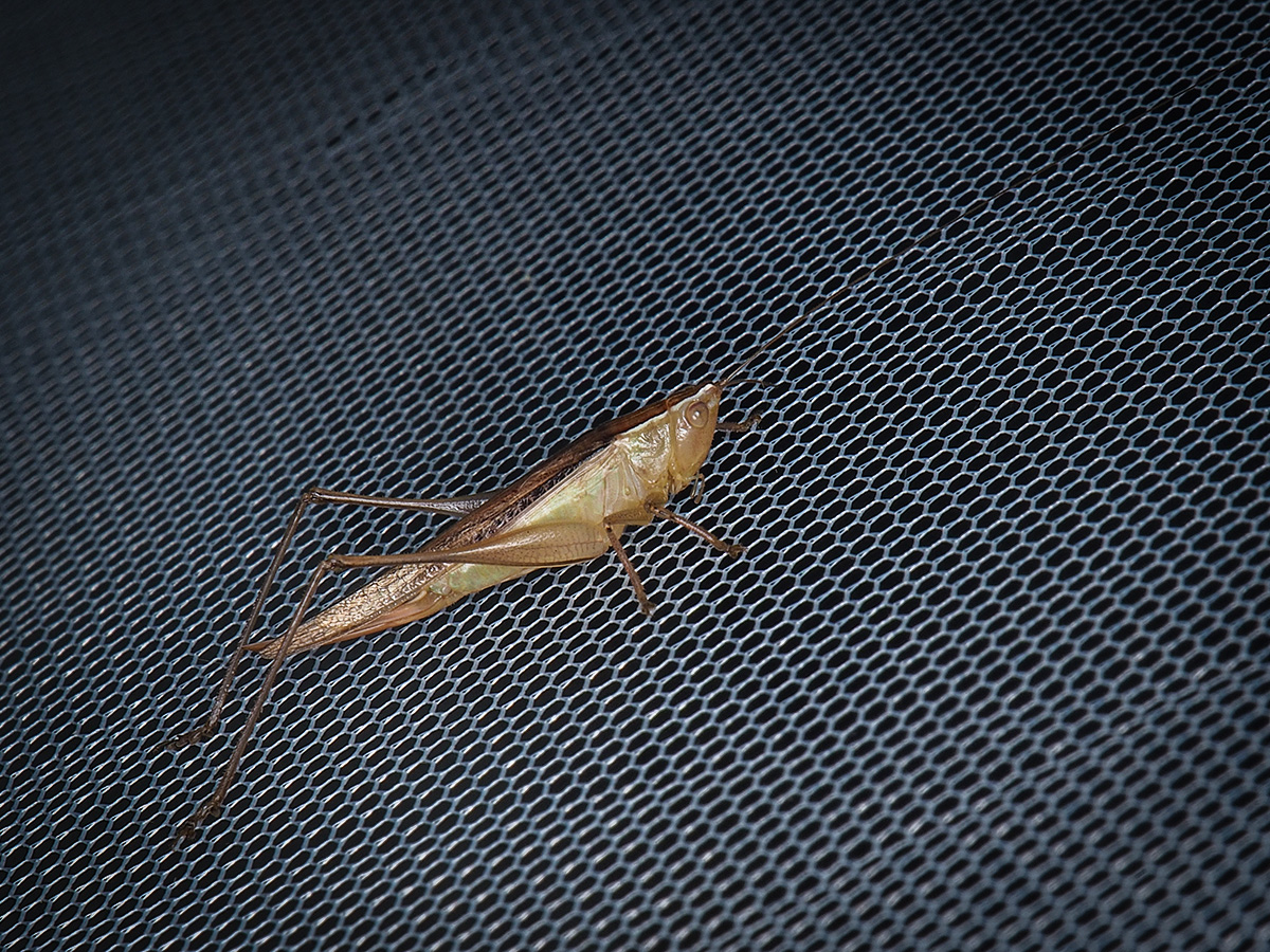 ライトトラップに飛来したホシササキリ♀個体 - Aug. 2025, Alt. 80m ライトトラップに飛来したホシササキリ(メス)