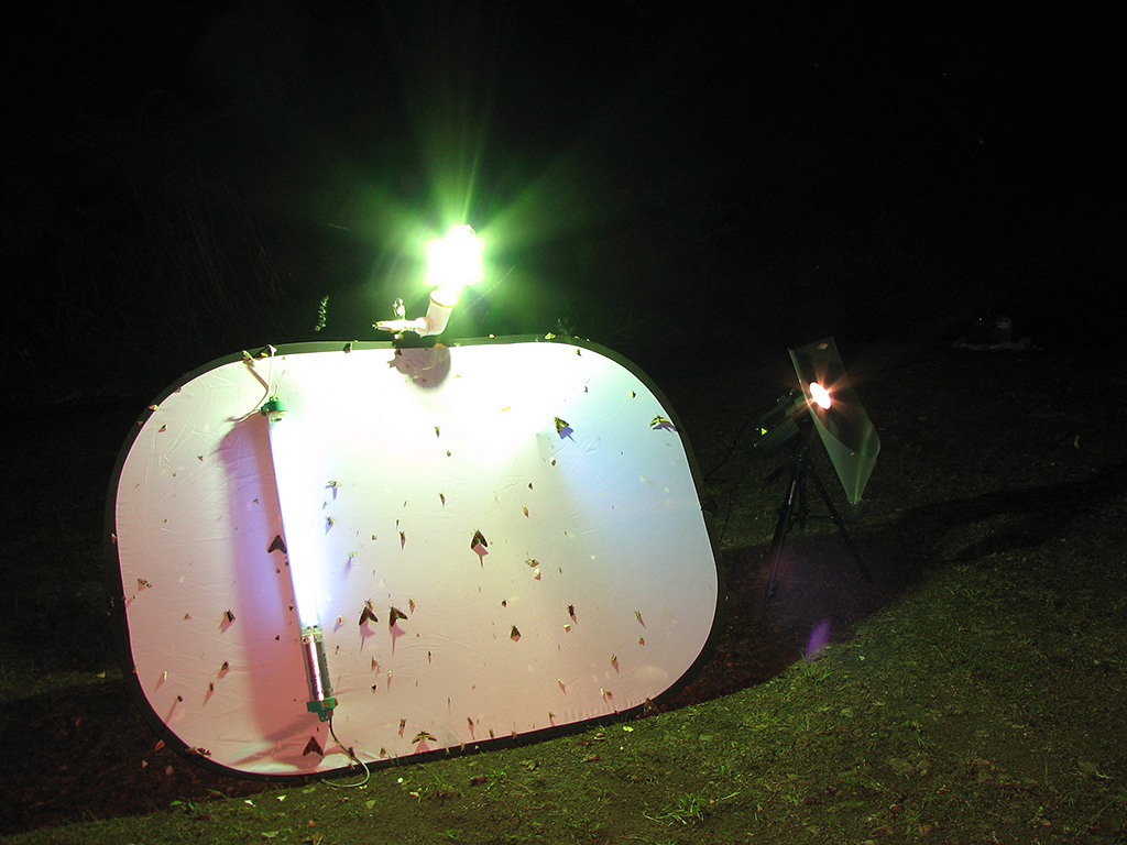 ライトトラップの軌跡 | 夜間飛行 - 灯火にあつまる秋田県の昆虫 -