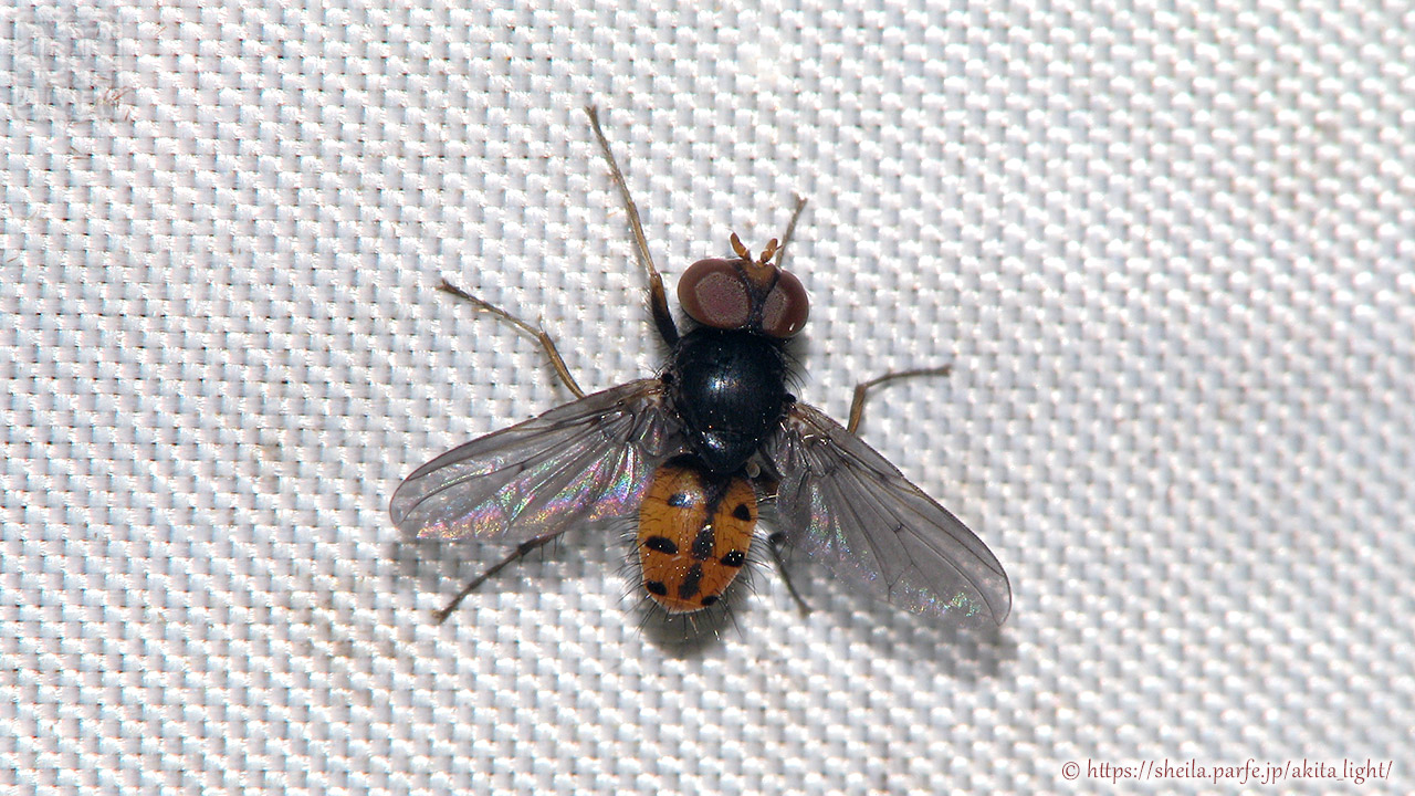 ヤドリバエ科(Pandelleia属?)の一種