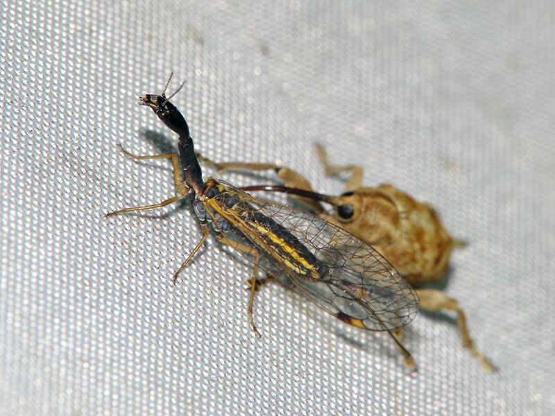 キスジラクダムシ