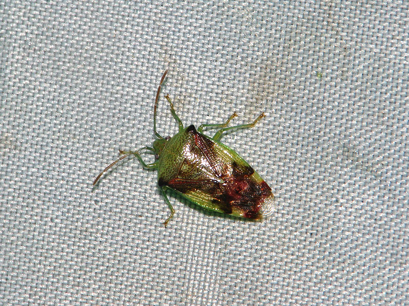 アオモンツノカメムシ雌個体