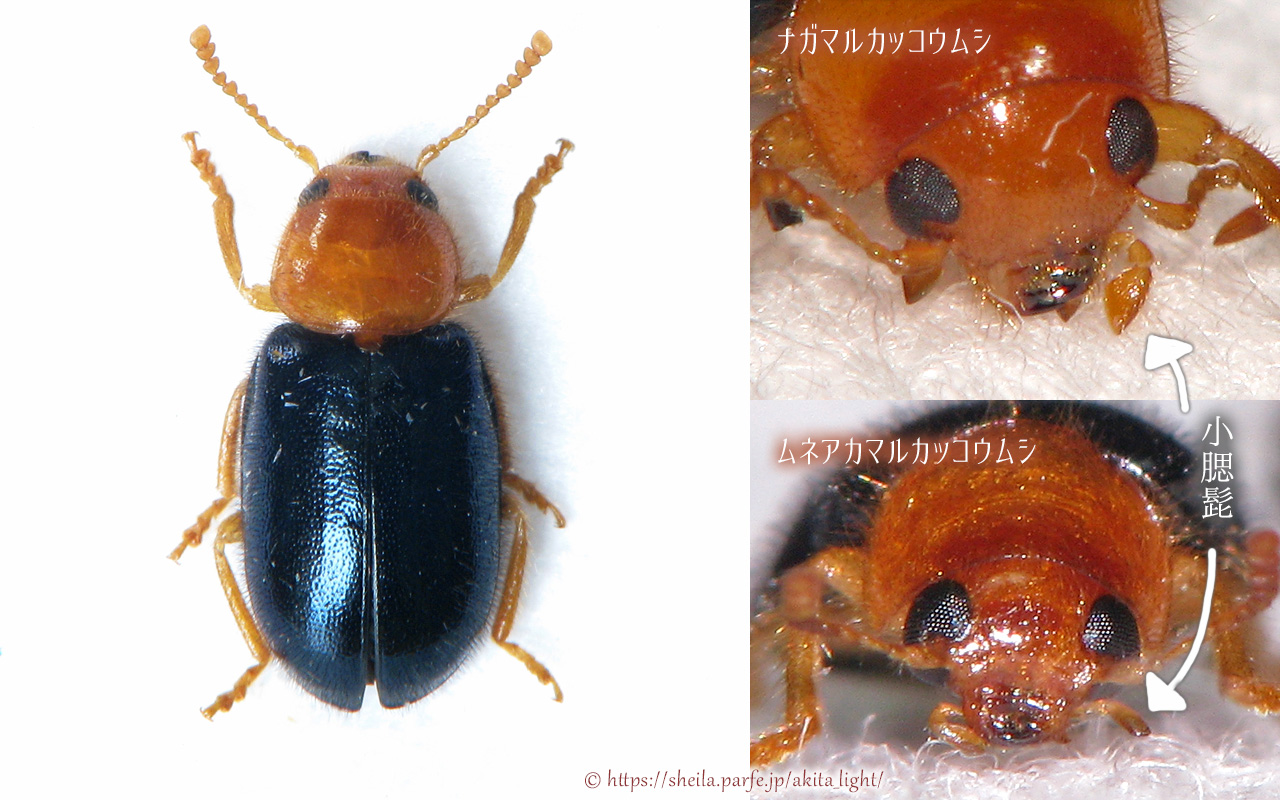 ナガマルカッコウムシ(標本)