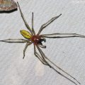 カバキコマチグモ（雄）