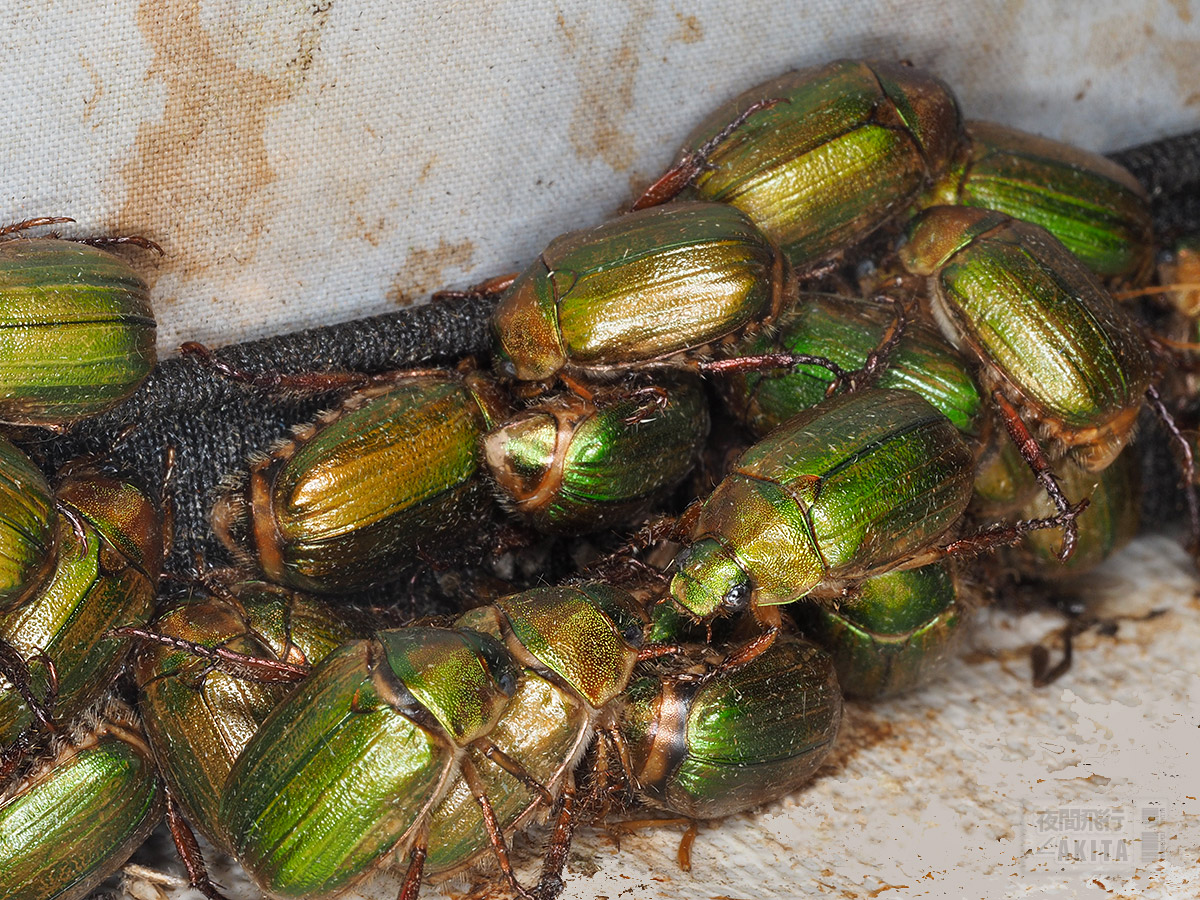 ライトトラップに大量飛来したハンノヒメコガネ - July 2022, Alt.400m ライトトラップに大量飛来したハンノヒメコガネ