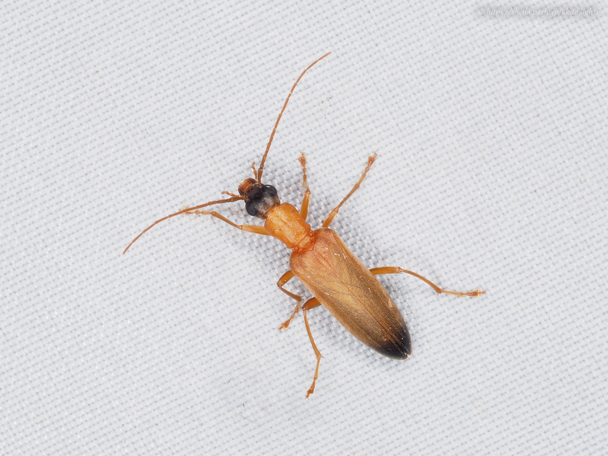 ライトトラップに飛来したズグロカミキリモドキ - Aug. 2022, alt.80m ライトトラップに飛来したズグロカミキリモドキ