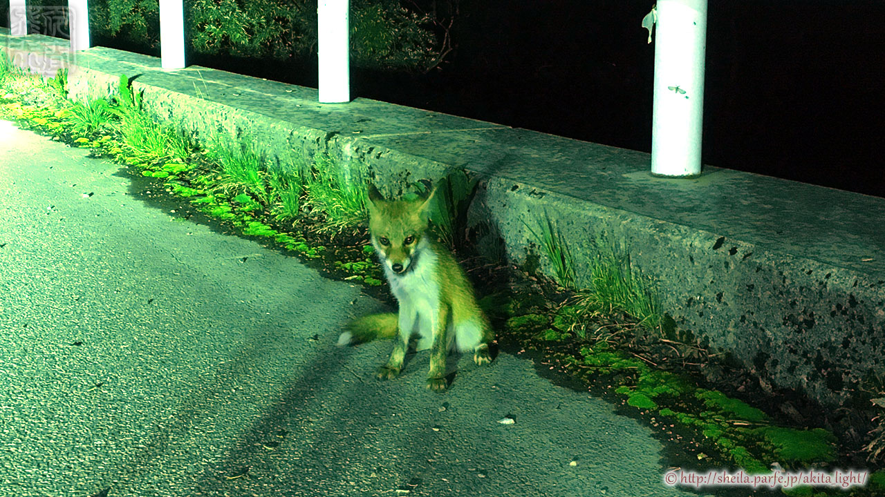お座りするホンドギツネ
