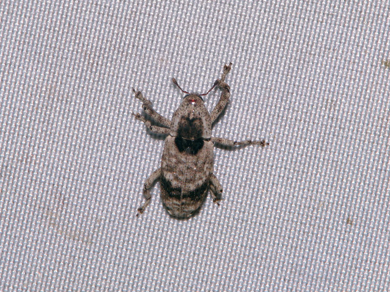 ライトトラップの白布にとまるタマヌキオニゾウムシ♀ タマヌキオニゾウムシ