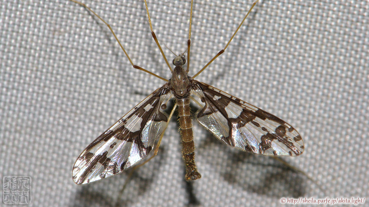 2017年ライトトラップに飛来したアルプスニセヒメガガンボ♂個体 アルプスニセヒメガガンボ(雄)