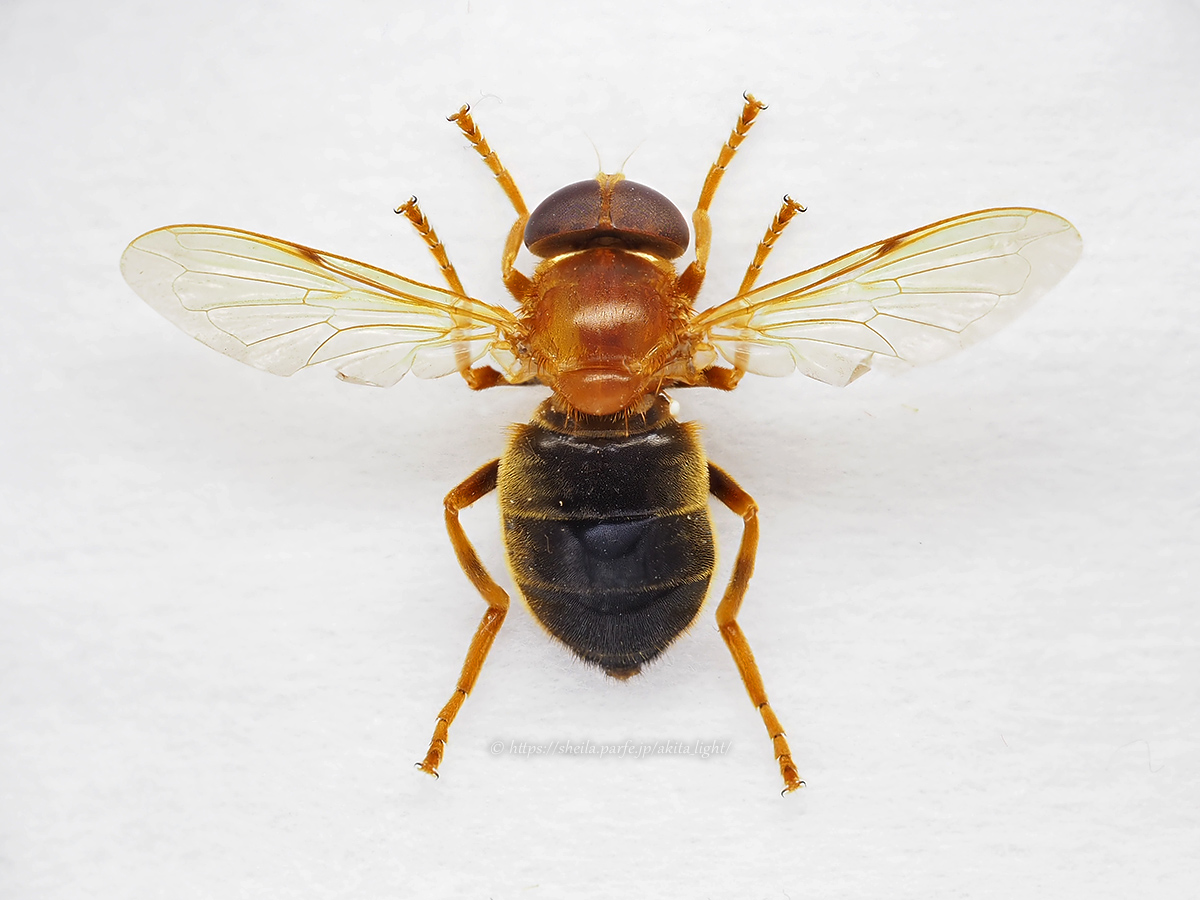 スズキベッコウハナアブ(標本) スズキベッコウハナアブの標本