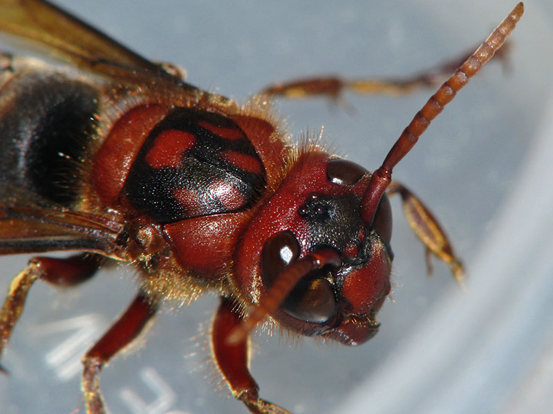チャイロスズメバチ(胸部~頭部) チャイロスズメバチ