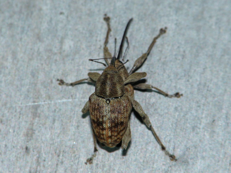 背面から撮影 コナラシギゾウムシ