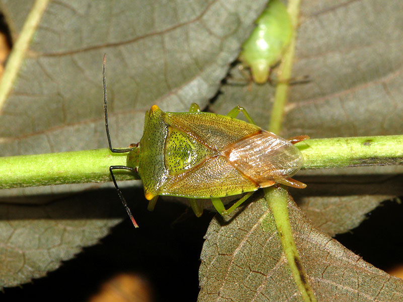 イシハラハサミツノカメムシ