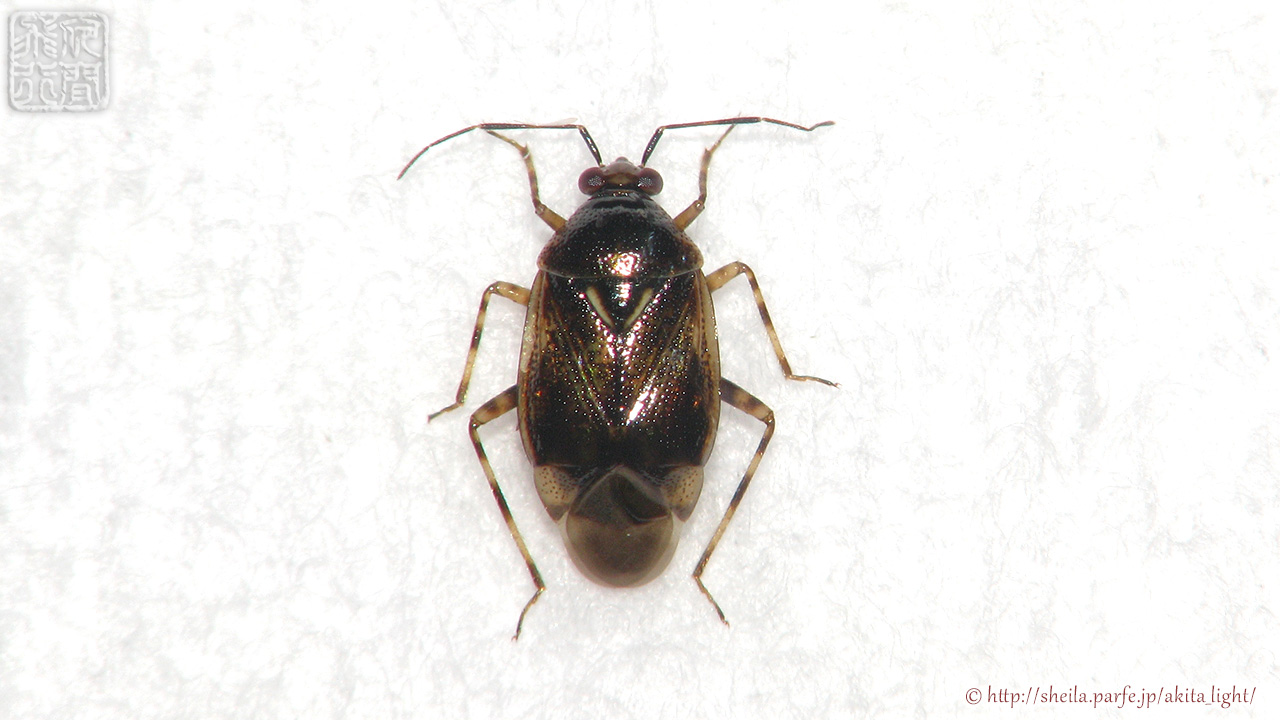 カワヤナギツヤカスミカメ標本