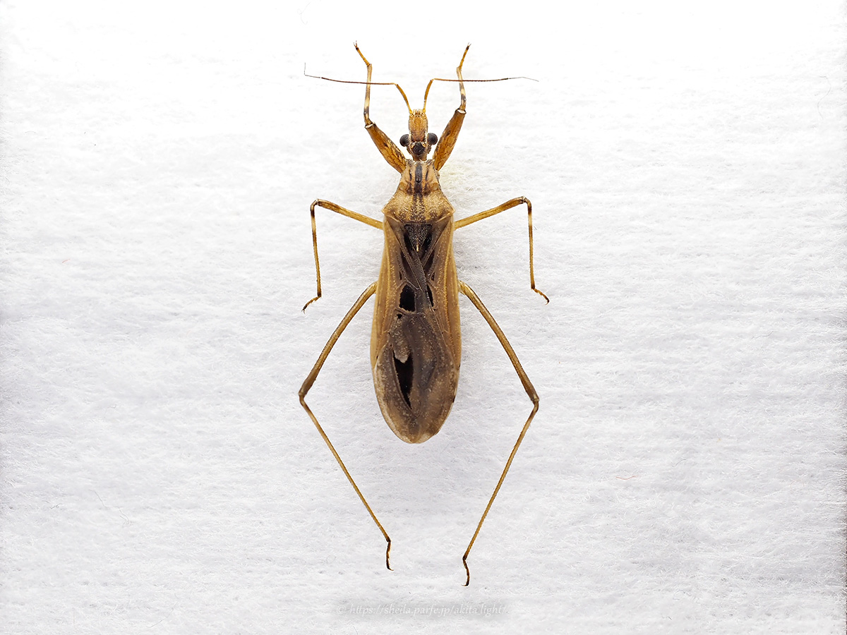 トビイロサシガメ標本(雄)