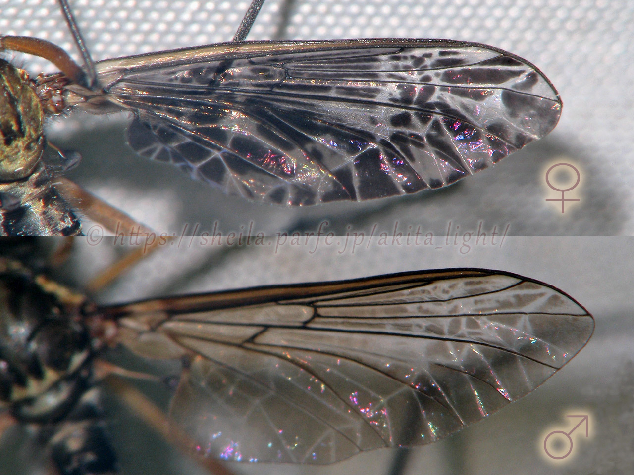 クロバアミカの翅