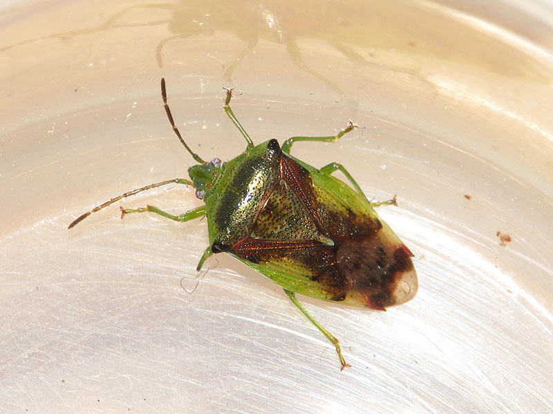 アオモンツノカメムシ雌個体