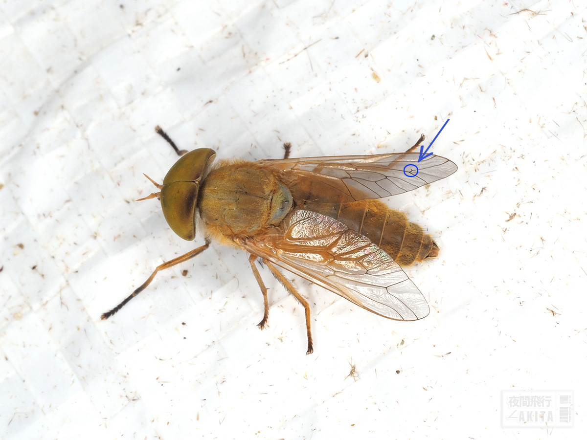 ライトトラップに飛来したキイロアブ属の一種 - July 2023, Alt.15m ライトトラップ下のキイロアブ属(オス)