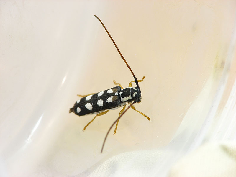 白い斑紋のキモンカミキリ 斑紋が白色のキモンカミキリ