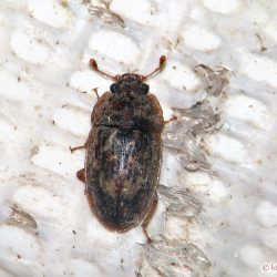 クロキマダラケシキスイ