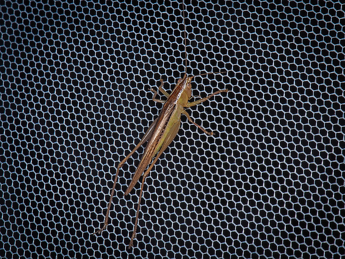 ライトトラップの白布にとまるホシササキリ♀個体 ライトトラップ下のホシササキリ(メス)