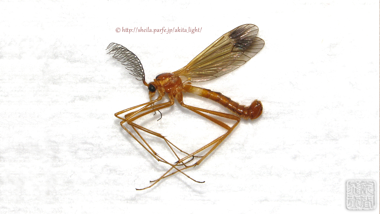 ツマグロクシヒゲガガンボ♂標本