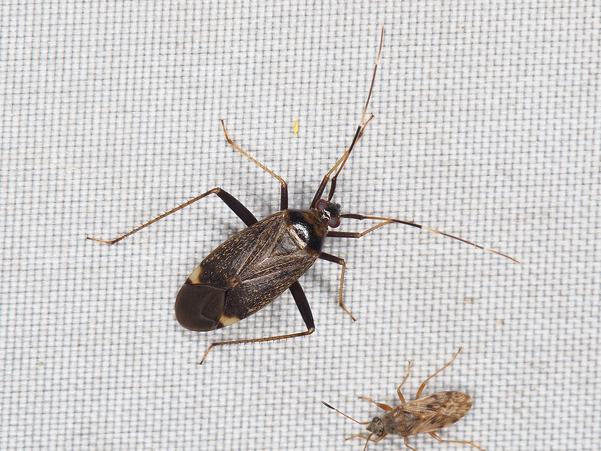 ライトトラップに飛来したブチヒゲクロカスミカメ♂個体 - Aug. 2025, Alt. 285m ライトトラップに飛来したブチヒゲクロカスミカメの雄個体