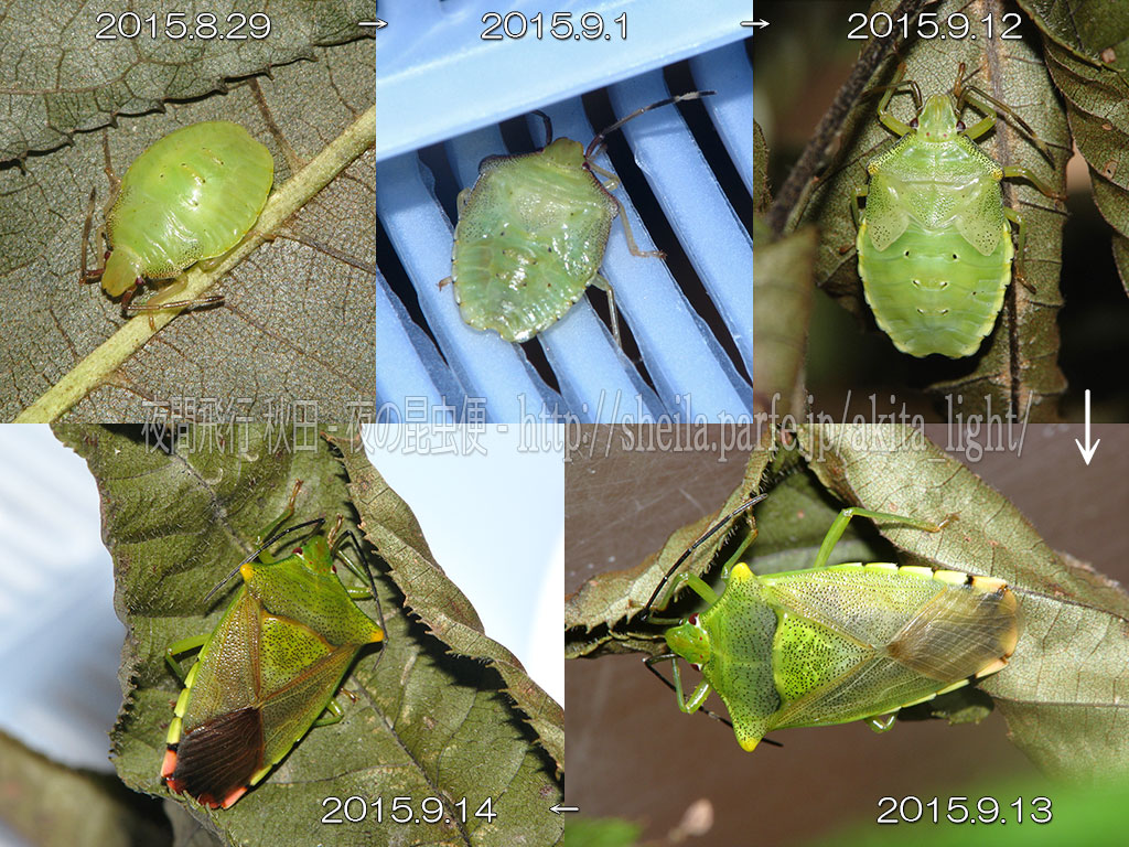 イシハラハサミツノカメムシ