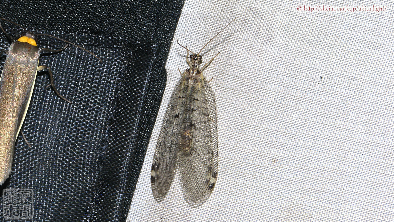 ヒロバカゲロウ