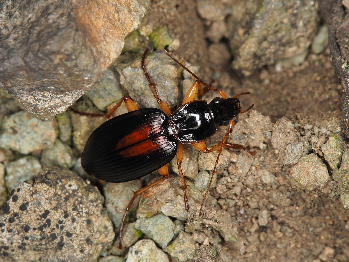 ライトトラップに飛来したセアカヒラタゴミムシ - July 2025, Alt. 155m ライトトラップに飛来したセアカヒラタゴミムシ